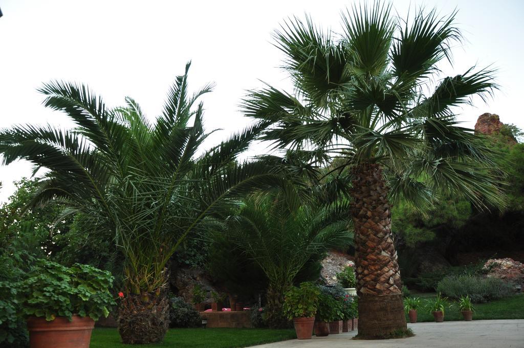 Palm Court Suites Ayvalı Exteriér fotografie